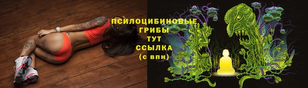 прущие грибы Абаза